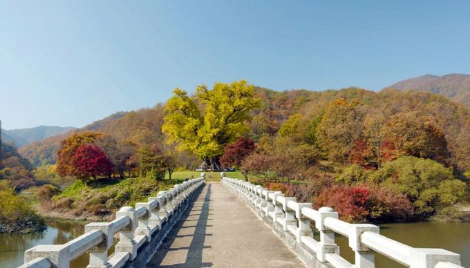 '안동 용계리 은행나무'