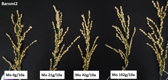 몰리브덴(Mo) 처리 시 바로미2 수발아 감소