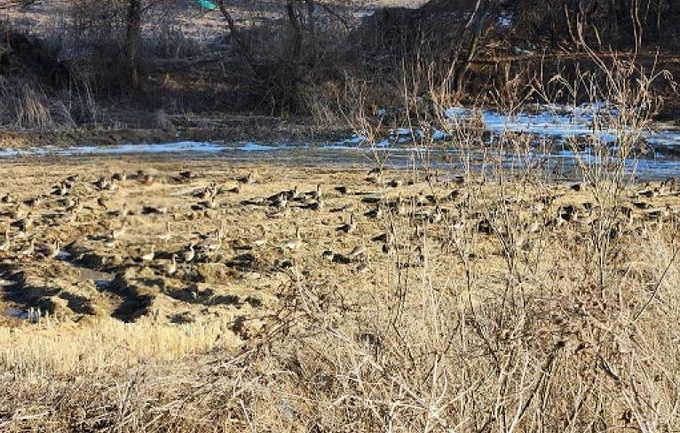 파주시, 철새보호를 위한 생태계서비스지불제계약 사업 신청 접수