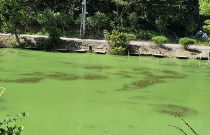 녹조가 발생한 현장