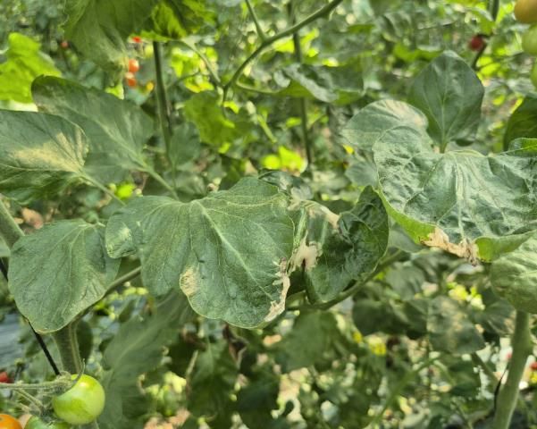 충주시, 토마토뿔나방 확산 방지 방제 물품 지원