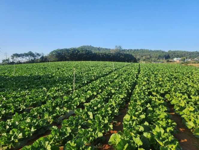 해남 배추 재배지