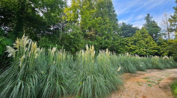태안군, 입추 앞두고 청산수목원에 팜파스그라스 ‘활짝’