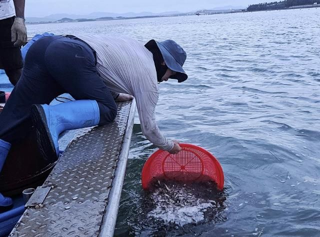 지난 5일, 압해읍 해역에서 조피볼락 14만 마리를 긴급 방류했다.