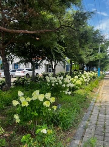 진안군 수국처럼 활짝, 함께 살고 싶은 백운으로